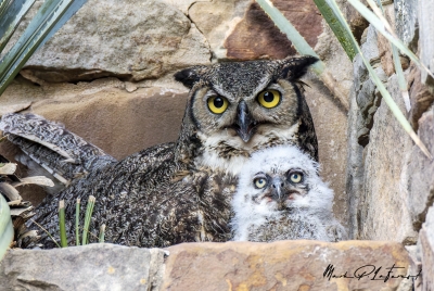 Athena Great Horned Owl 2025